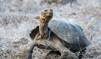 Umstrittenes Bergbaugesetz in Ecuador erlaubt Abbau auf Galápagos-Inseln