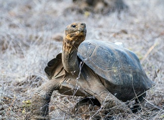 Umstrittenes Bergbaugesetz in Ecuador erlaubt Abbau auf Galápagos-Inseln