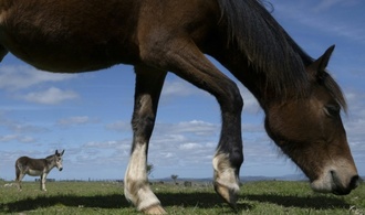 Etwa 20 Pferde in Sachsen von Koppel entlaufen: Bahnverkehr zeitweise unterbrochen