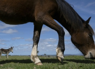 Etwa 20 Pferde in Sachsen von Koppel entlaufen: Bahnverkehr zeitweise unterbrochen