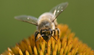 Gericht bestätigt Verbot von Haltung von Bienenvölkern auf Balkon