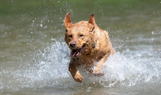 Feuerwehr rettet vermisste Hündin aus Moor in Stuttgart