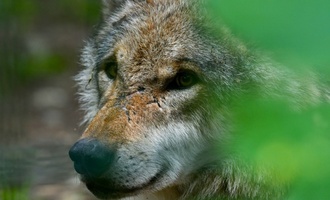 Bundestag entscheidet über Jagd auf den Wolf
