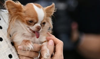 Besitzer von Chihuahua muss für Verletzungen von schwangerer Frau durch Sturz haften