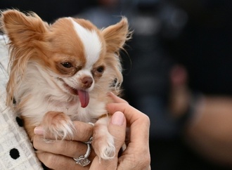 Besitzer von Chihuahua muss für Verletzungen von schwangerer Frau durch Sturz haften