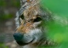 Bundestag macht Weg für Aufnahme des Wolfes ins Jagdgesetz frei