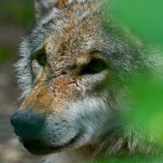 Bundestag macht Weg für Aufnahme des Wolfes ins Jagdgesetz frei