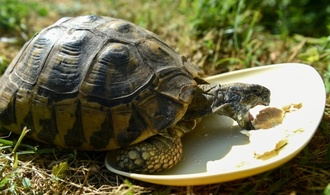 Drei vermisste Landschildkröten in Nordrhein-Westfalen wieder bei Besitzerin aufgetaucht
