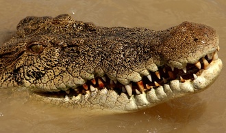 Krokodilalarm nach Überschwemmungen in Nordaustralien