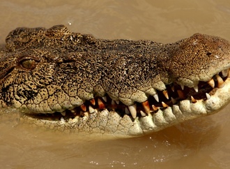 Krokodilalarm nach Überschwemmungen in Nordaustralien