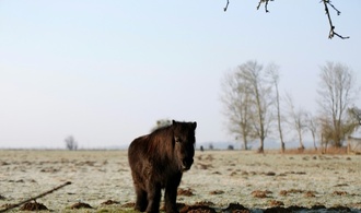 Pony fällt beim Einschläfern auf Tierärztin: Kein Anspruch auf Schmerzensgeld