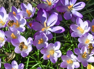 Studie: Frühjahrsmüdigkeit durch Daten nicht belegbar - eher kulturelles Phänomen