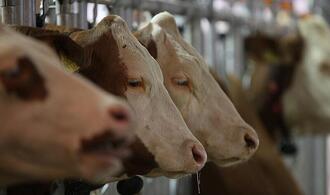 USA und Kanada erkennen MKS-Freiheit Deutschlands an