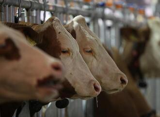 USA und Kanada erkennen MKS-Freiheit Deutschlands an