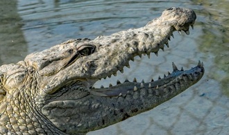 Zoll in Baden-Württemberg entdeckt Handtaschen aus Krokodil- und Rochenleder