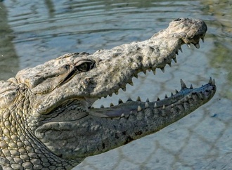 Zoll in Baden-Württemberg entdeckt Handtaschen aus Krokodil- und Rochenleder