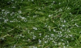 Giftige Doppelgänger: Experten warnen vor Verwechslung von Bärlauch