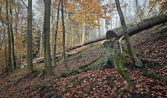 Trump-Regierung drängt Berlin zu Ausnahme in EU-Waldschutzgesetz