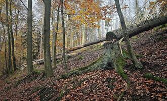 Trump-Regierung drängt Berlin zu Ausnahme in EU-Waldschutzgesetz