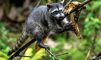 Jagdverband: Zahl erlegter Waschbären binnen zehn Jahren verdoppelt