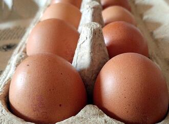 Geflügelwirtschaft sieht knappes Eier-Angebot zu Ostern