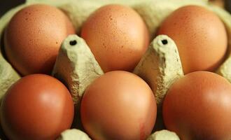 Eierproduktion 2025 leicht gestiegen