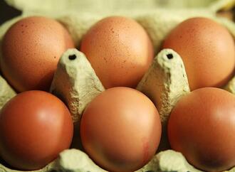 Eierproduktion 2025 leicht gestiegen