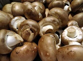 Champignonernte 2025 gestiegen