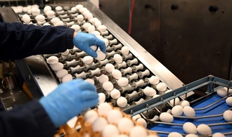 Zahl der Eier von Hennen aus Freiland- oder Ökohaltung erneut gestiegen