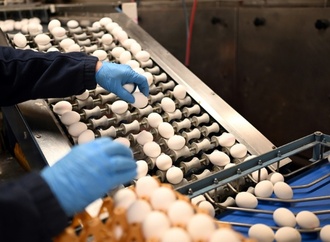 Zahl der Eier von Hennen aus Freiland- oder Ökohaltung erneut gestiegen