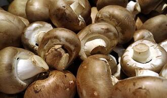 Studie: Deutsche wissen wenig über heimische Pilze