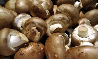 Studie: Deutsche wissen wenig über heimische Pilze
