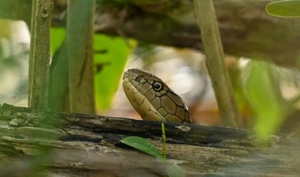 Einsatzkräfte beschlagnahmen in Stuttgart giftige Kobra und Waran aus Wohnung