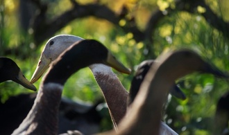 Laufenten sorgen für mehrere Polizeieinsätze in Kempten