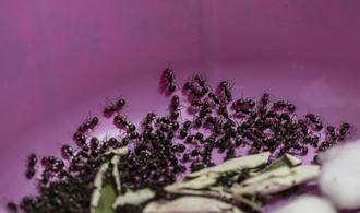 Versuchter Ameisen-Schmuggel: Zwei Männer in Kenia vor Gericht