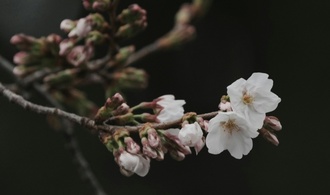 Zarte Frühlingsboten: Kirschblüte in Tokio hat offiziell begonnen