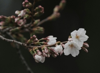 Zarte Frühlingsboten: Kirschblüte in Tokio hat offiziell begonnen
