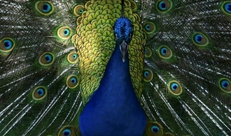 Ausgebüxter Pfau auf hessischer Autobahn hält Polizei auf Trab