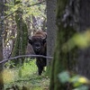 Drei Wildbisons in Polens Bialowieza-Urwald durch Zug getötet