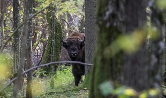 Drei Wildbisons in Polens Bialowieza-Urwald durch Zug getötet