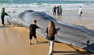 Wal an Ostseeküste Schleswig-Holsteins gestrandet - Tier soll gerettet werden