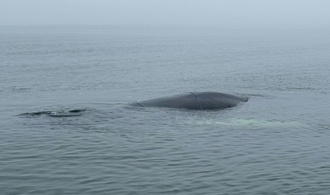 Lübecker Bucht: Zustand von gestrandetem Wal verschlechtert sich