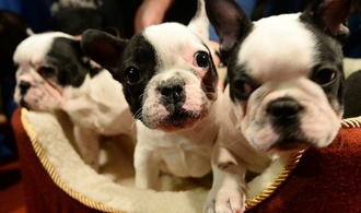 Hundewelpen zu früh von Mutter getrennt: Berliner Gericht untersagt Tierhaltung