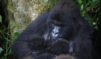 Äußerst selten: Erneute Geburt von Berggorilla-Zwillingen in DR Kongo