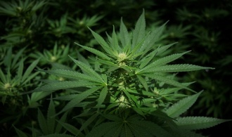 Bundesgerichtshof verbietet Werbung für Behandlung mit medizinischem Cannabis