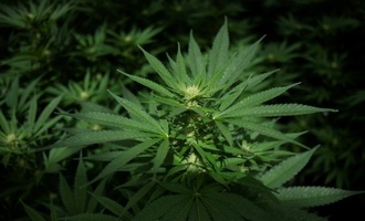 Bundesgerichtshof verbietet Werbung für Behandlung mit medizinischem Cannabis