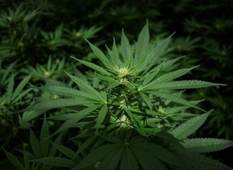 Bundesgerichtshof verbietet Werbung für Behandlung mit medizinischem Cannabis