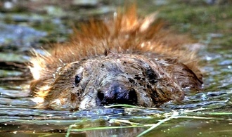 Biber fluten Wald: Bundesverwaltungsgericht stärkt Rechte von Eigentümern