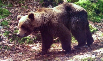 Bären in den Pyrenäen von Inzucht und genetischen Defekten bedroht