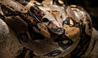 Polizei beschlagnahmt Anakondas, Boas und Pythons in Wohnhaus in Italien